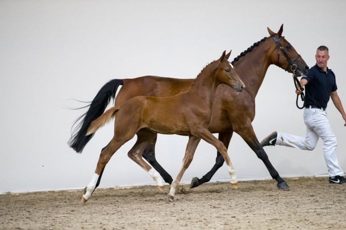 Speciale garantie op bevroren embryo's!