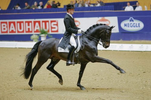 Rubin Royal