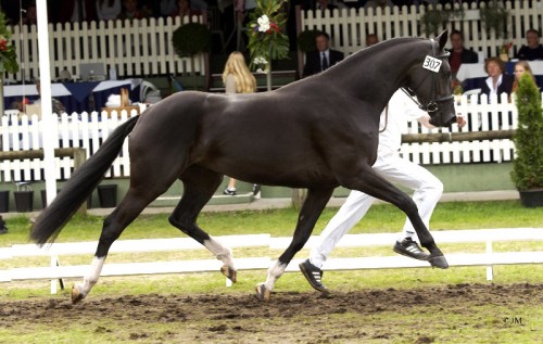 Velvet VDT