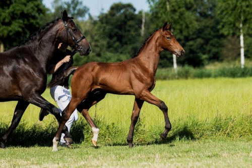 Withan S van 't Studutch