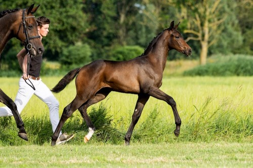 Whitney Lonka van 't Studutch