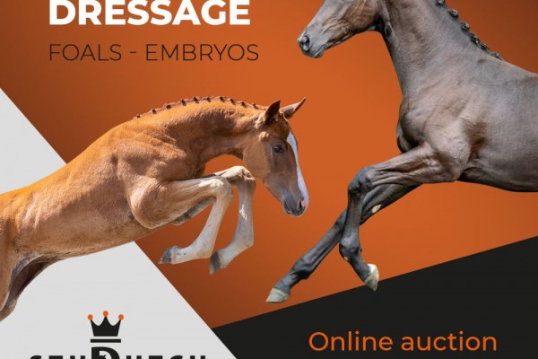New online auction with foals and implanted embryo's!